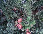 Eve’s Needle Cactus (Austrocylindropuntia subulata) care guide