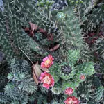 Eve's Needle Cactus (Austrocylindropuntia subulata) – plant photo