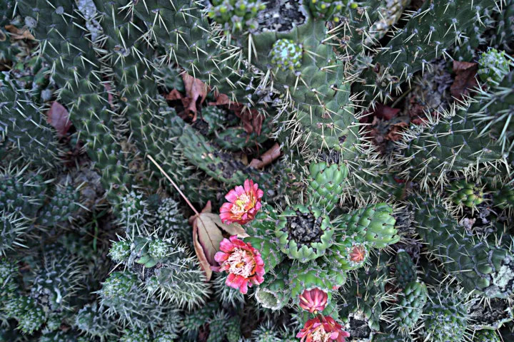 Austrocylindropuntia subulata
