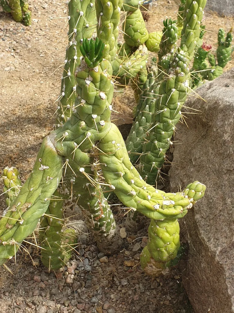 Eve's Needle Cactus (Austrocylindropuntia subulata) – in a garden setting, plant photo