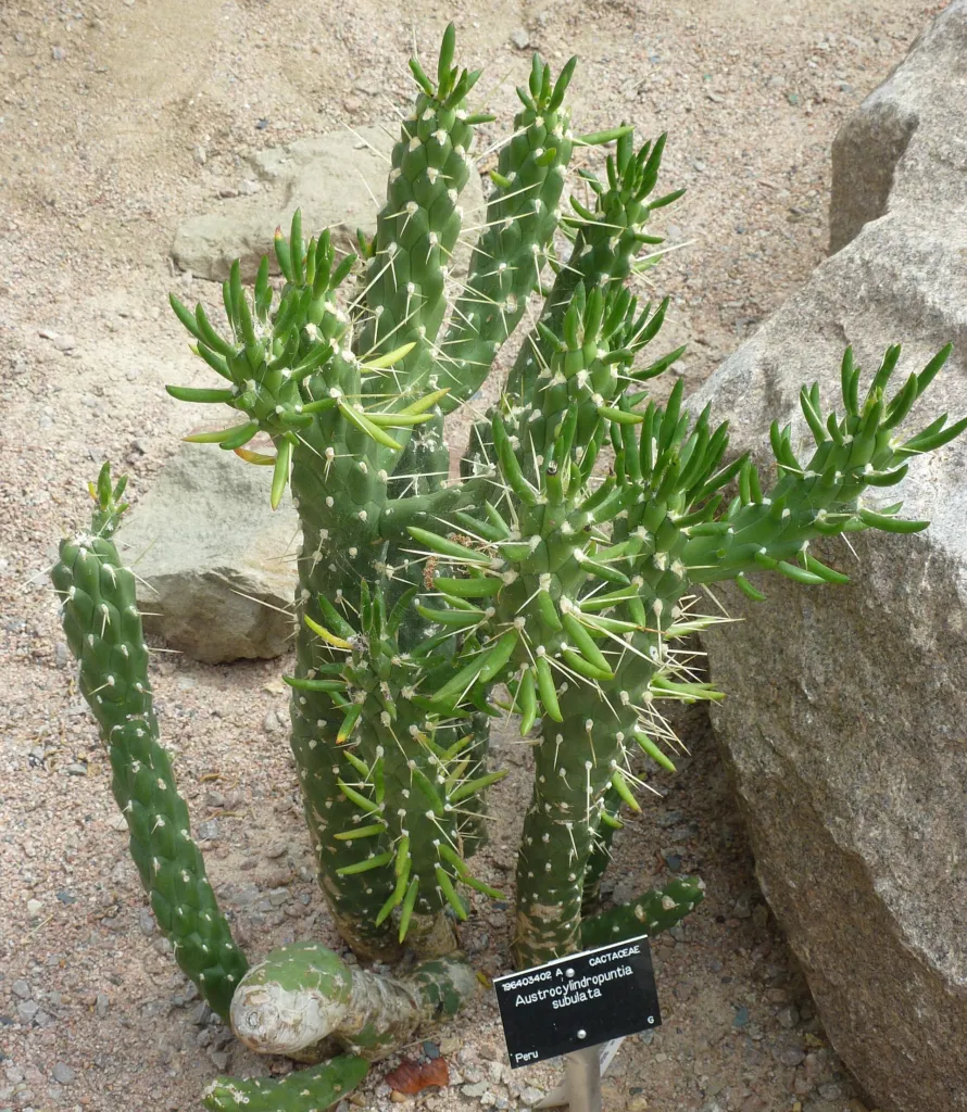Eve's Needle Cactus (Austrocylindropuntia subulata) – in a garden setting, plant photo