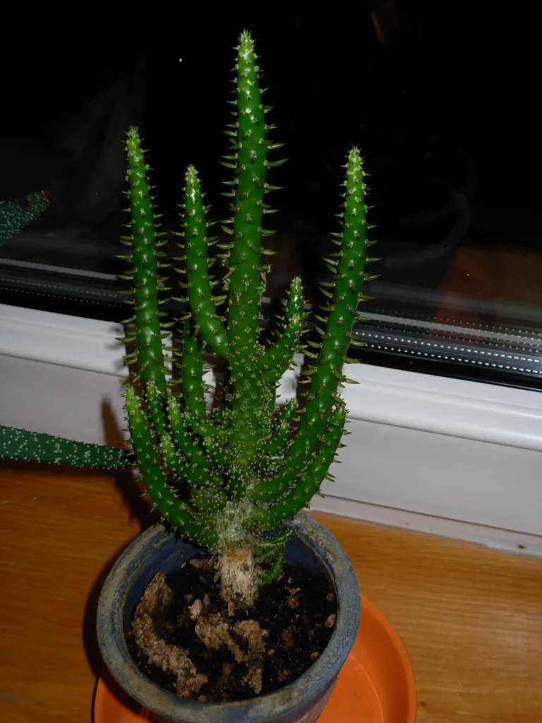 Eve's Needle Cactus (Austrocylindropuntia subulata) – characteristic appearance, plant photo
