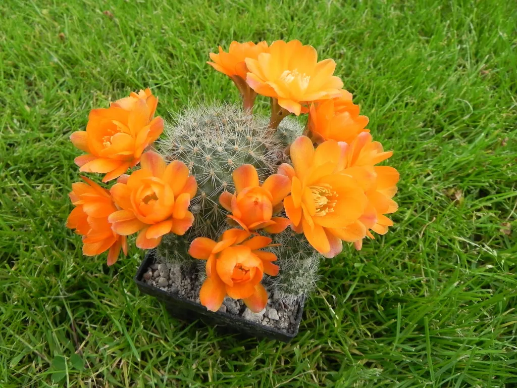 Aylostera deminuta – (Aylostera deminuta) – Blüten in Nahaufnahme, Pflanzenfoto