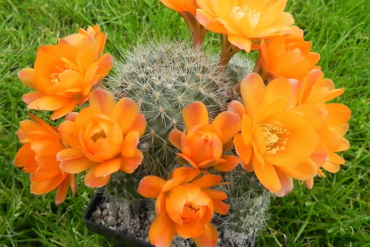 Aylostera deminuta