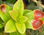 Azalea leaf and flower gall