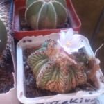 Aztekium ritteri – (Aztekium ritteri) – Pflanzenfoto