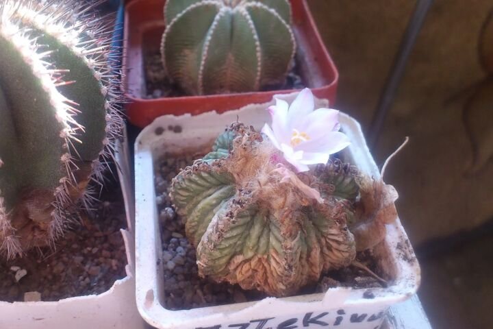 Aztekium ritteri