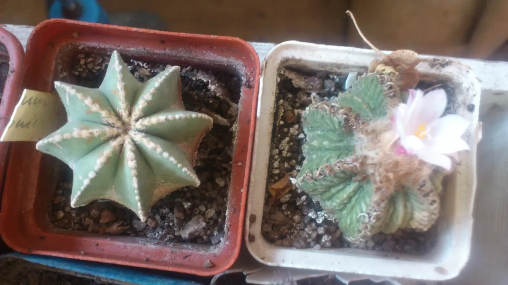 Aztekium ritteri care guide (Aztekium ritteri) – characteristic appearance, plant photo