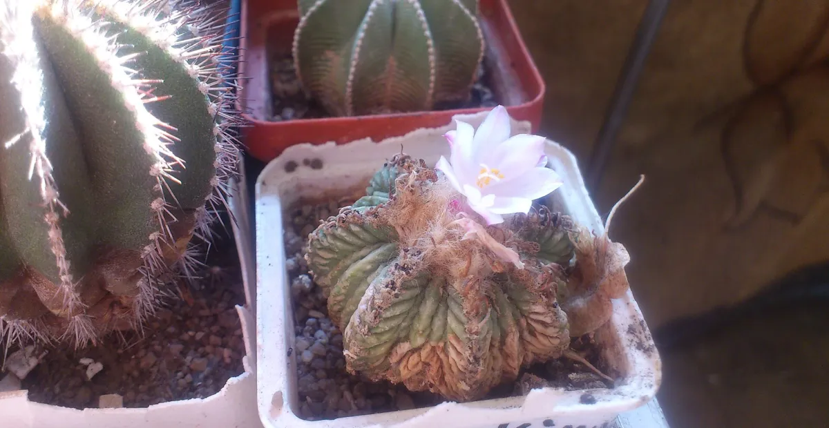 Aztekium ritteri – plant photo