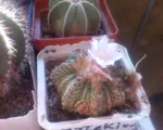 Aztekium ritteri care guide
