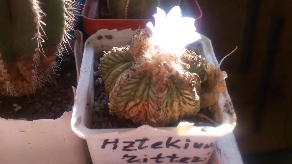 Aztekium ritteri care guide (Aztekium ritteri) – characteristic appearance, plant photo