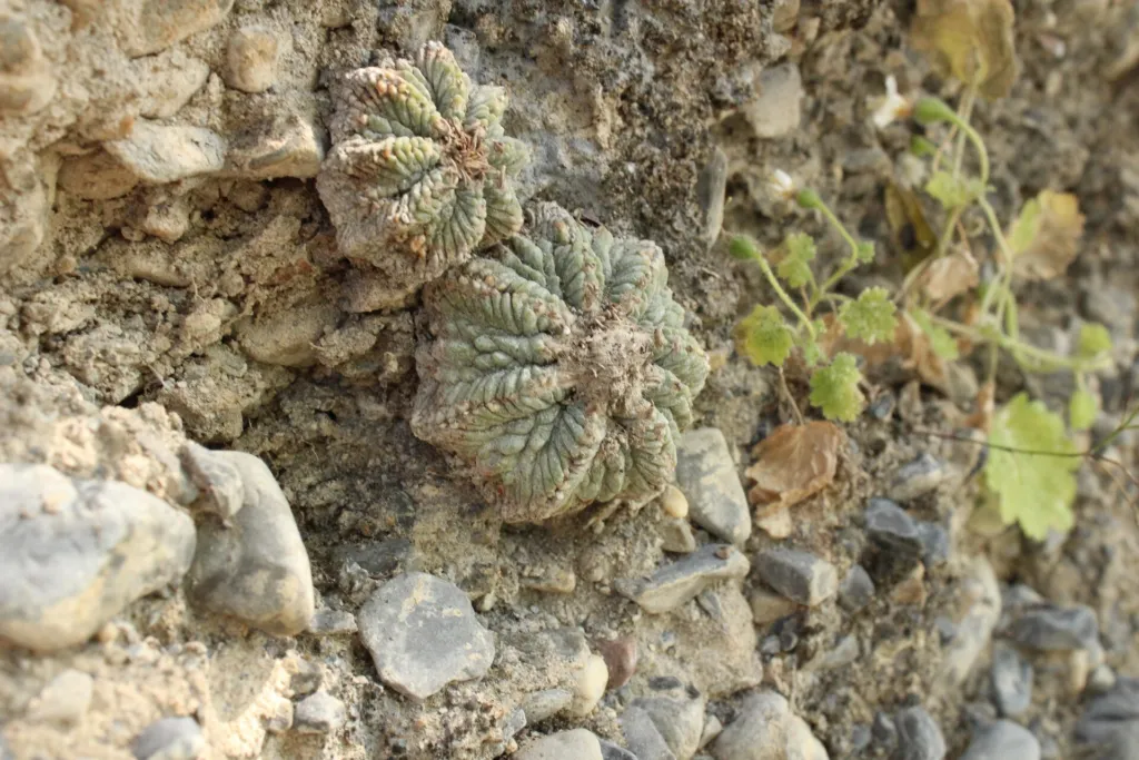 Aztekium ritteri care guide (Aztekium ritteri) – characteristic appearance, plant photo