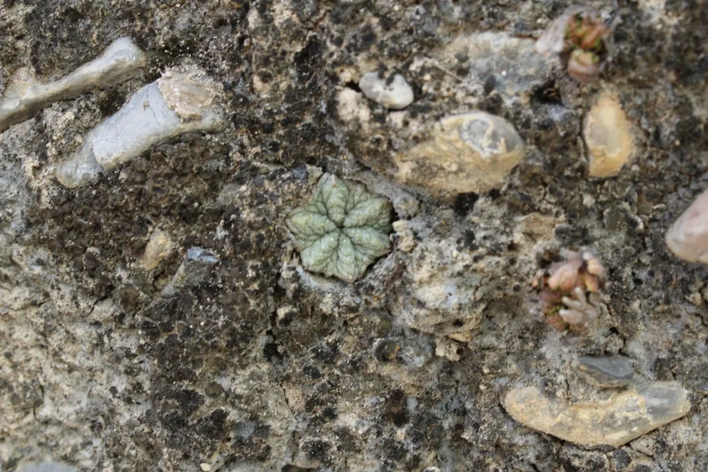 Aztekium ritteri care guide (Aztekium ritteri) – characteristic appearance, plant photo