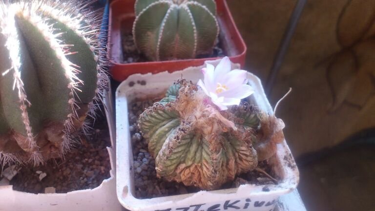 Aztekium ritteri