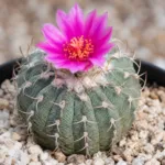 Aztekonia hintonii care guide (Aztekonia hintonii) – plant photo