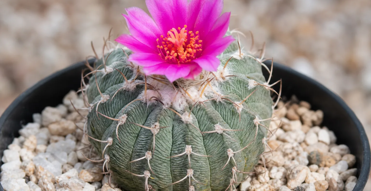 Aztekonia hintonii – fotografia rastliny