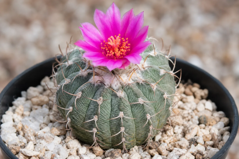 Aztekonia hintonii