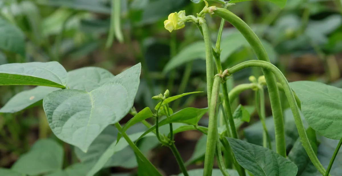 Azuki Bean (Vigna angularis) – plant photo
