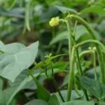 Azuki Bean (Vigna angularis) – plant photo
