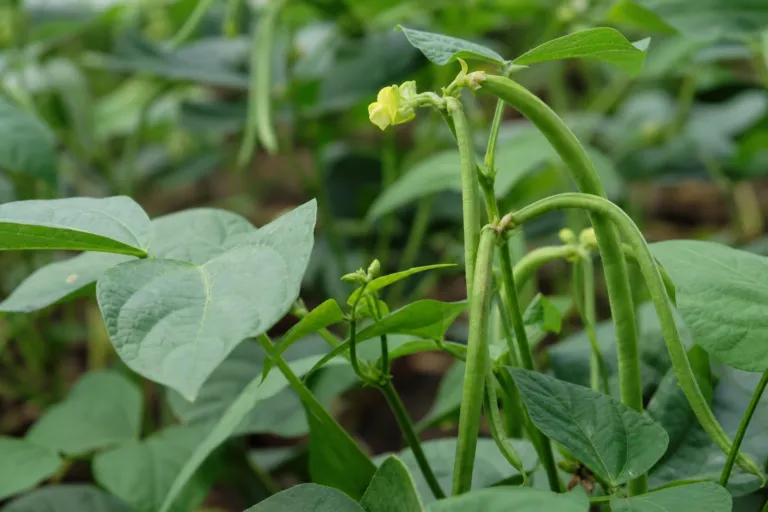 Vigna angularis