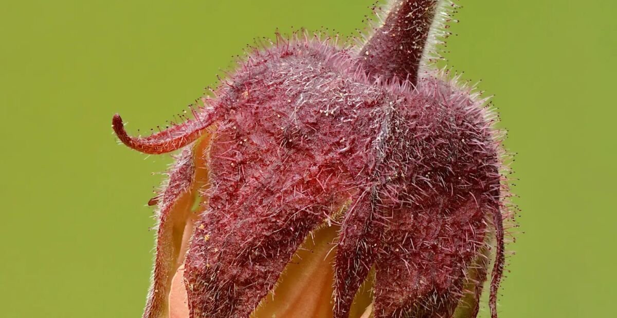 Bach-Nelkenwurz (Geum rivale) – Pflanzenfoto