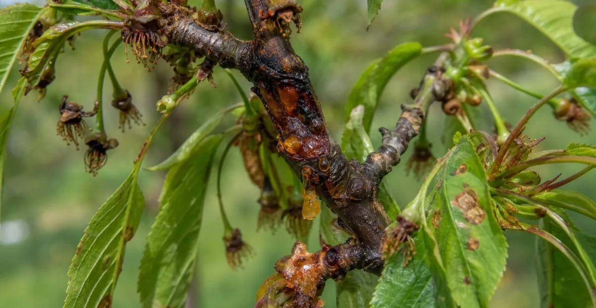 Bacterial blight and canker
