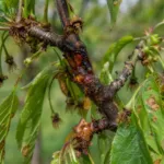 Bacterial blight and canker