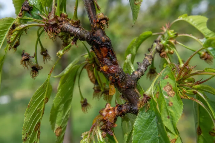Bacterial blight and canker