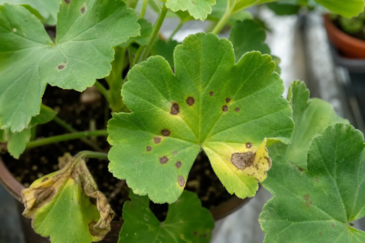 Bacterial blight of geranium