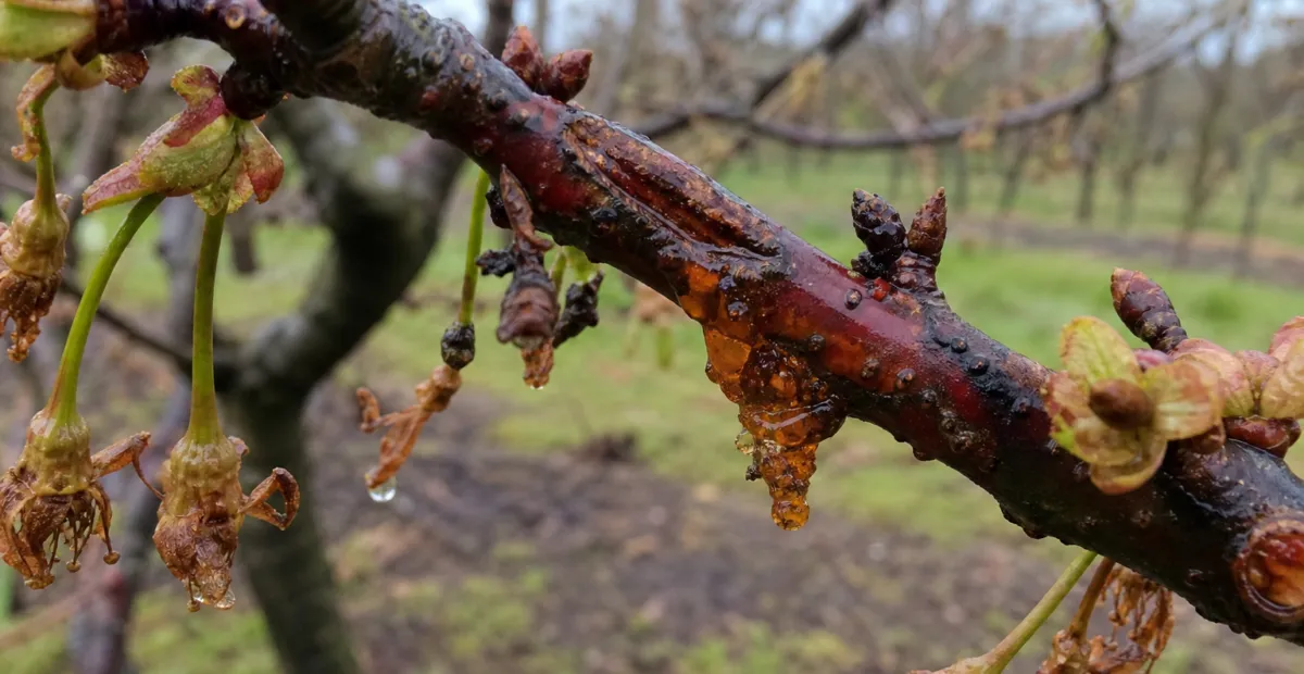 Bacterial Canker of Stone Fruits