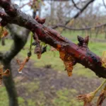 Bacterial Canker of Stone Fruits