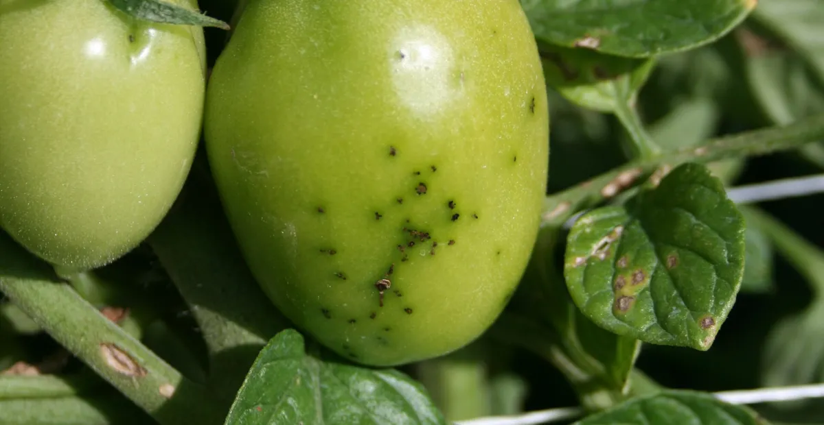 Bacterial Speck of Tomato