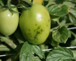 Bacterial Speck of Tomato