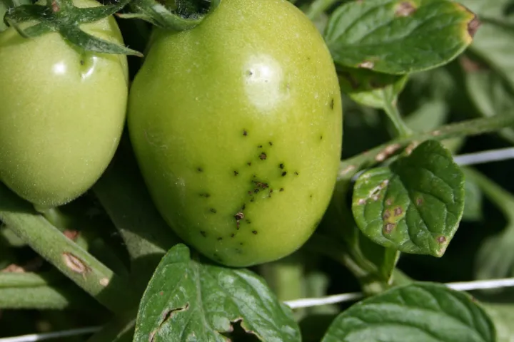 Bacterial Speck of Tomato