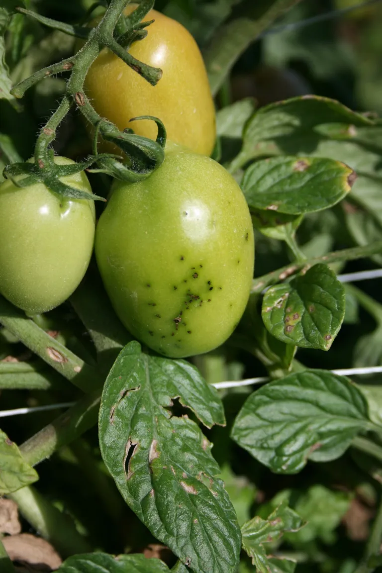 Bacterial Speck of Tomato – diagnostic photo