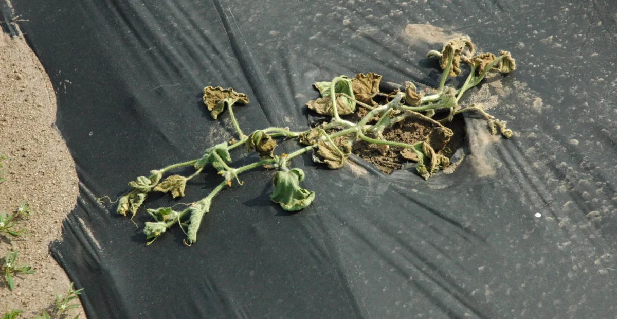 Bacterial Wilt