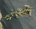 Bacterial Wilt