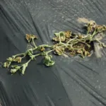 Bacterial Wilt