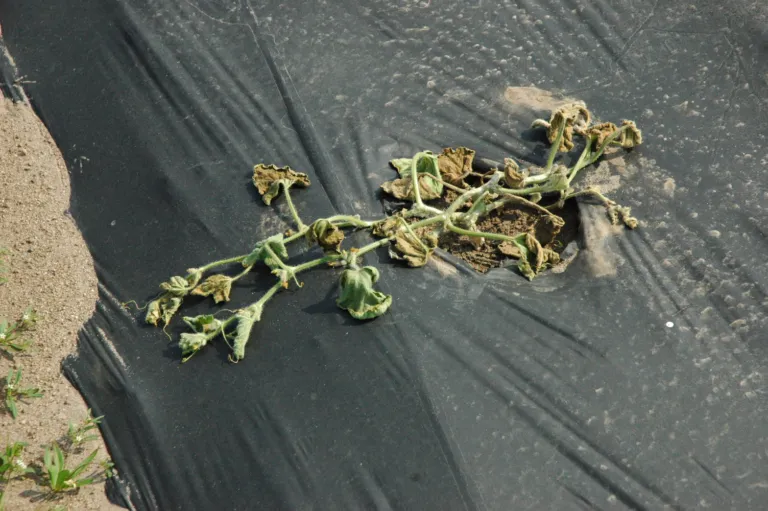 Bacterial Wilt – diagnostic photo