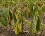 Bacterial Wilt of Dry Bean