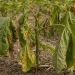 Bacterial Wilt of Dry Bean