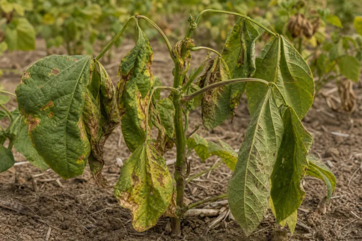 Bacterial Wilt of Dry Bean