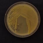 Bakterielle Blatt-, Stängel- und Fruchtfäule durch Pseudomonas viridiflava