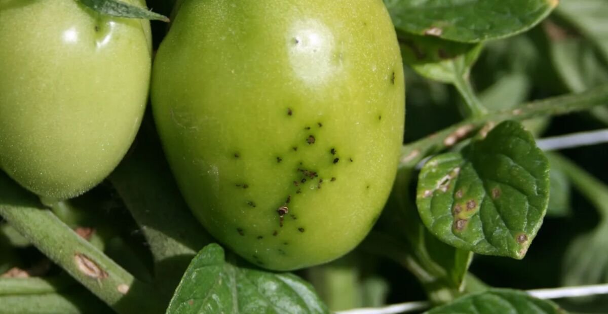 Bakterielle Blatt- und Fruchtfleckenkrankheit der Tomate