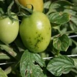 Bakterielle Blatt- und Fruchtfleckenkrankheit der Tomate