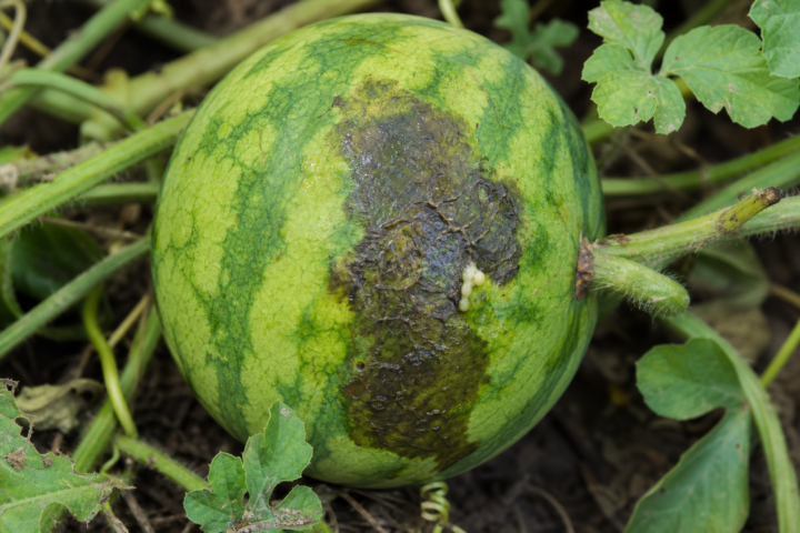 Bakterielle Fruchtfleckenkrankheit der Kürbisgewächse