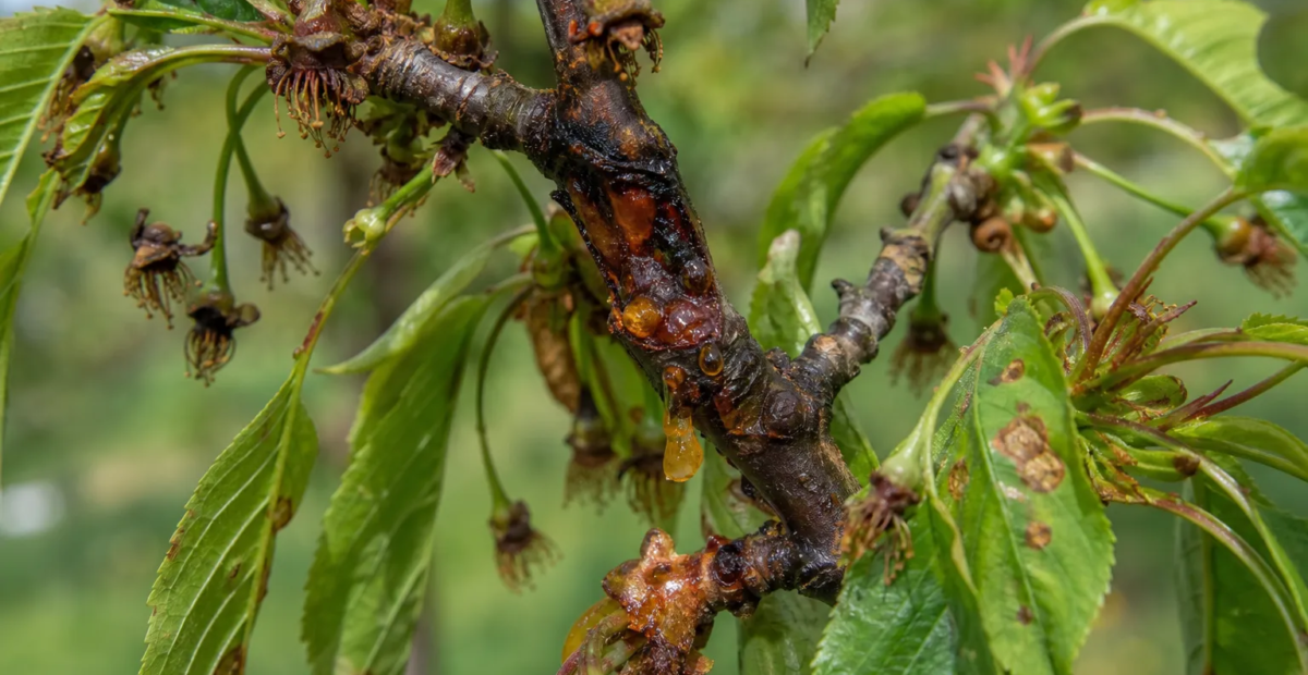 Bakterienbrand durch Pseudomonas syringae pv. syringae