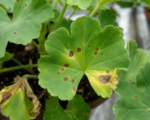 Bakteryjna plamistość pelargonii