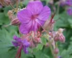 Balkan-Storchschnabel (Geranium ‘Macrorrhizum’)