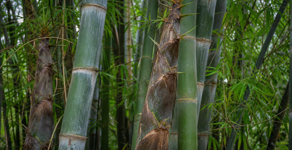 bambus drsný (Dendrocalamus asper) – fotografia rastliny
